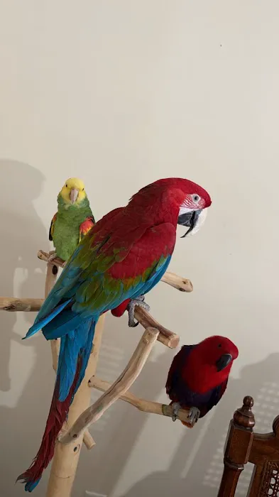 freedom feathers Picture 5