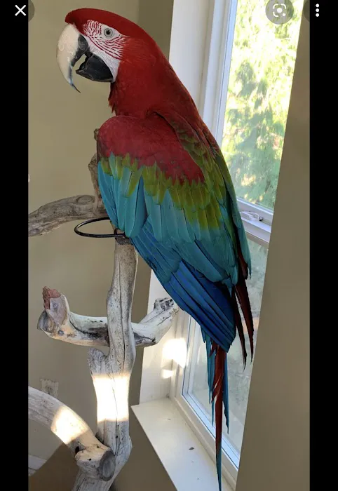 freedom feathers Picture 6