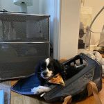 Viking Veterinary Services