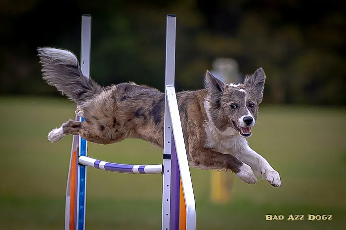 Viking Veterinary Services Picture 2