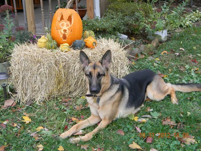 GGC Healthy Paws Picture 7