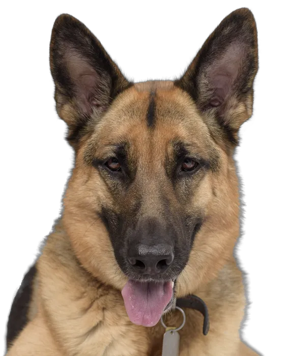 GGC Healthy Paws Picture 10