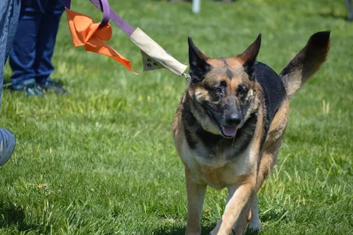GGC Healthy Paws Picture 9