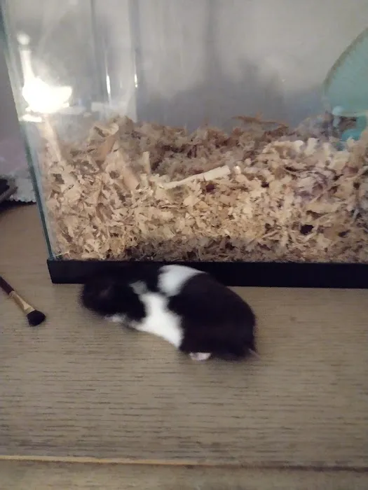 Lacey Pet Supply with Next Level Exotics Picture 1