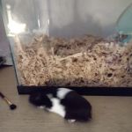 Lacey Pet Supply with Next Level Exotics