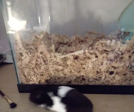 Lacey Pet Supply with Next Level Exotics