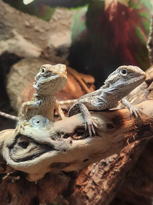 Lacey Pet Supply with Next Level Exotics Picture 4