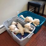 Brandywine Veterinary Hospital