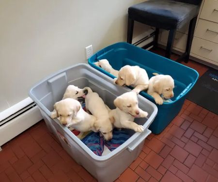 Brandywine Veterinary Hospital