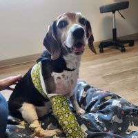 Pinnacle Veterinary Specialists ico