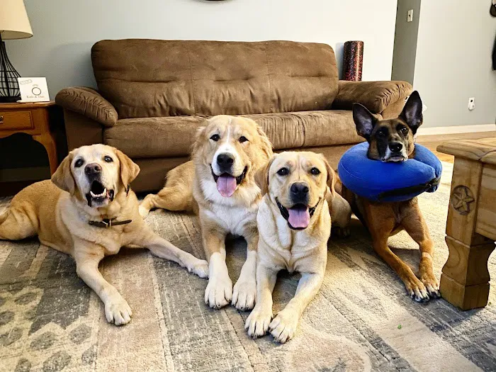 Pinnacle Veterinary Specialists Picture 10