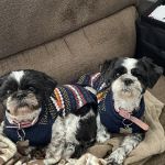 Brandywine Veterinary Hospital - Greenville