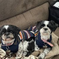 Brandywine Veterinary Hospital - Greenville ico