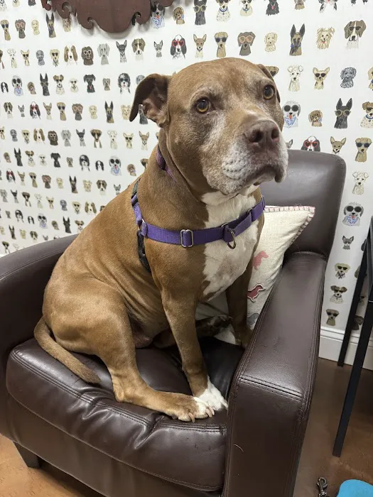 Brandywine Veterinary Hospital - Greenville Picture 2