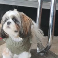 Trifecta K9 ico