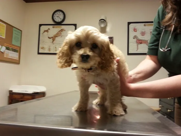 Centreville Veterinary Hospital Picture 7