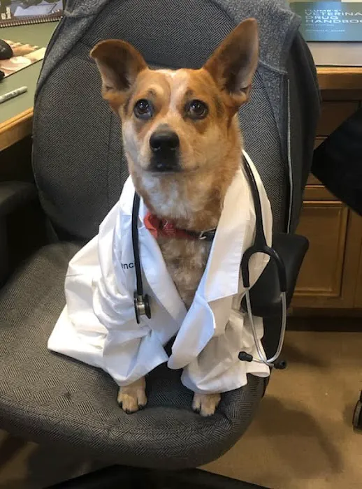 Centreville Veterinary Hospital Picture 6