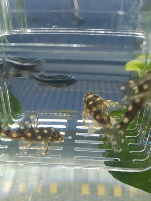 The Reptile Depot Picture 7