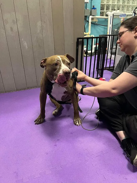 Windcrest Animal Hospital: Dejager Lorraine DVM Picture 3