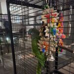 Windcrest Animal Hospital: Dejager Lorraine DVM