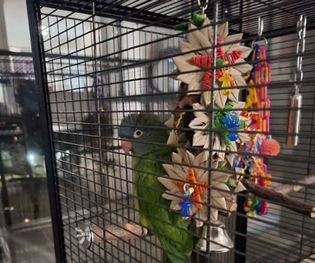 Windcrest Animal Hospital: Dejager Lorraine DVM