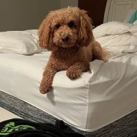 The Pet Shop ico