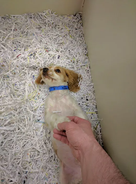 The Pet Shop Picture 5
