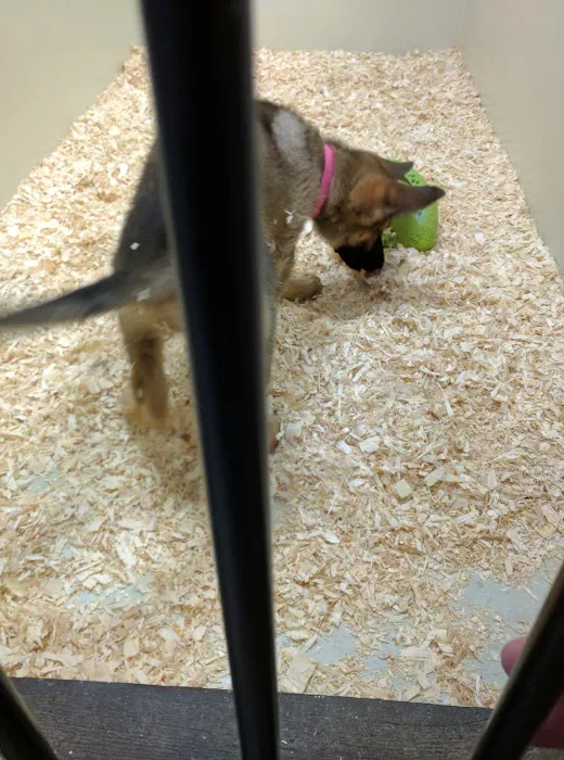 The Pet Shop Picture 7