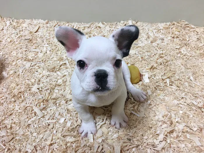 The Pet Shop Picture 10