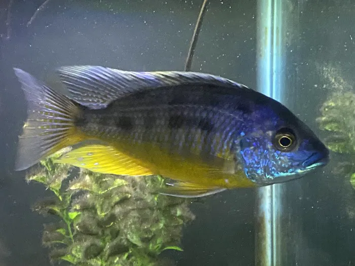 Elite Menagerie Habitats Picture 7