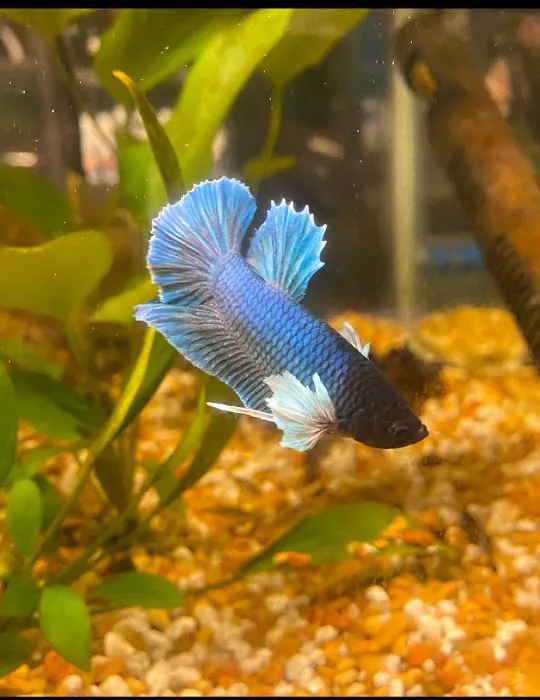 Elite Menagerie Habitats Picture 5