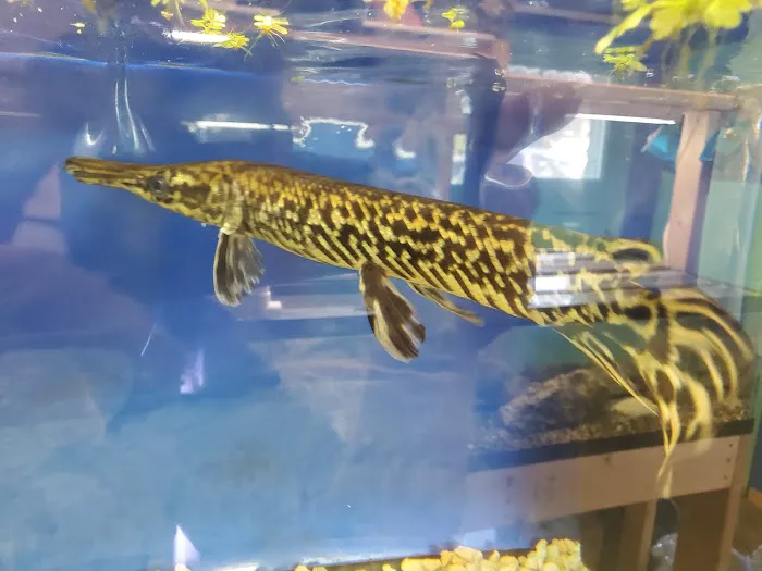 The Waters Edge Aquarium Picture 8