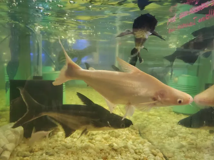 The Waters Edge Aquarium Picture 10