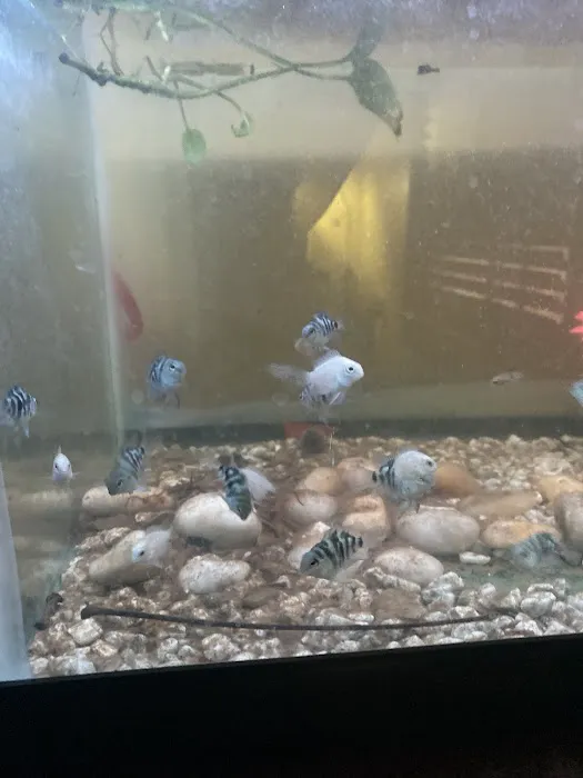 Aaron’s Aquatic's Picture 3