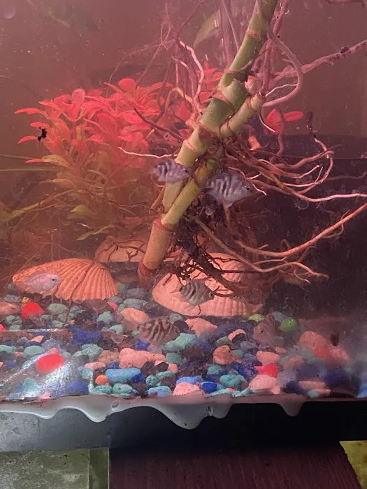 Aaron’s Aquatic's Picture 1