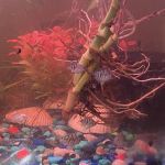 Aaron’s Aquatic's