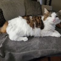 CareVet of Newport Pike ico