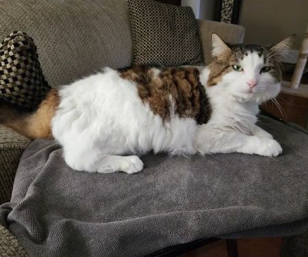 CareVet of Newport Pike