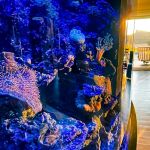 Aquarium Design Studios