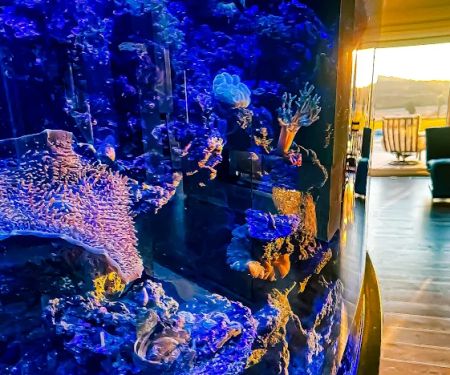 Aquarium Design Studios