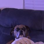 Circle Veterinary Clinic: David Wilkins, V.M.D.