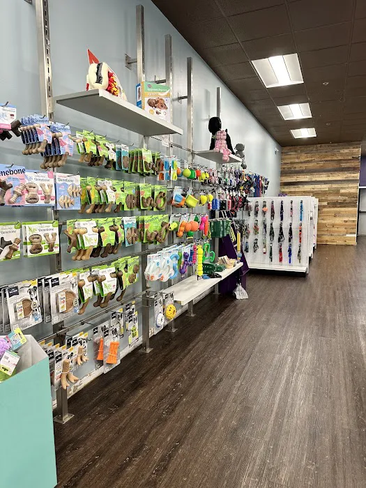 DogVenture- New Britain Picture 6