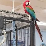 Fins, Feathers, Paws & Claws