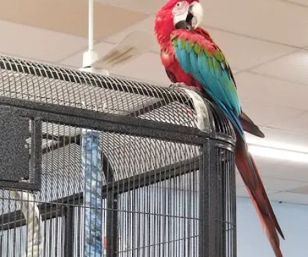 Fins, Feathers, Paws & Claws