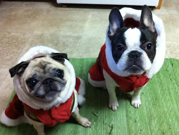 Animal Hospital of Chester County Picture 6