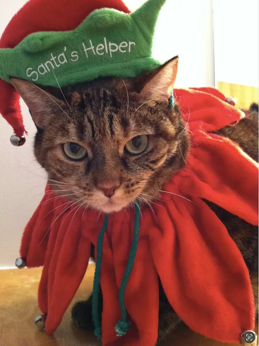 Animal Hospital of Chester County Picture 9