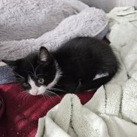 Pets Plus - Quakertown ico