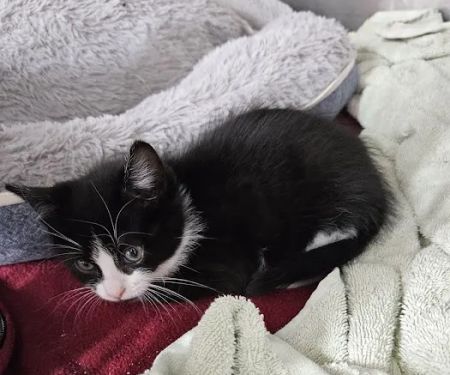Pets Plus - Quakertown