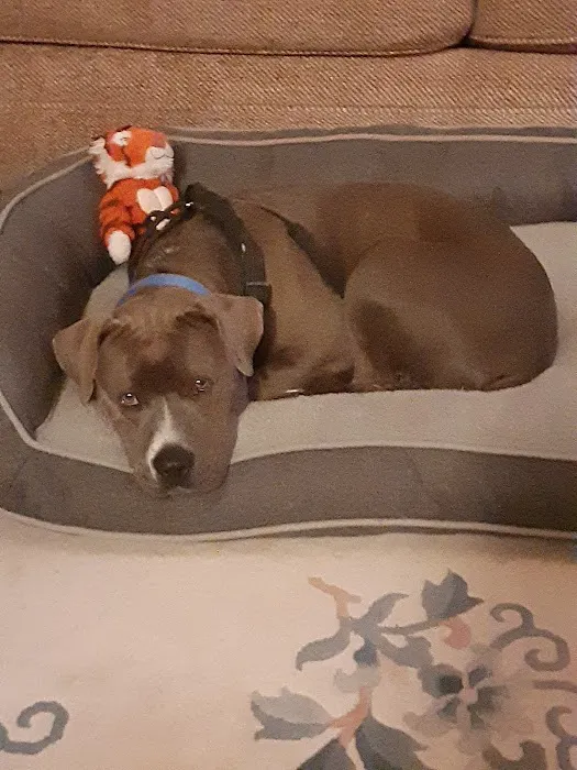 Pets Plus - Quakertown Picture 4
