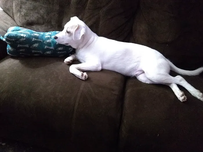 Pets Plus - Quakertown Picture 9